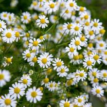 Load image into Gallery viewer, Dazed
